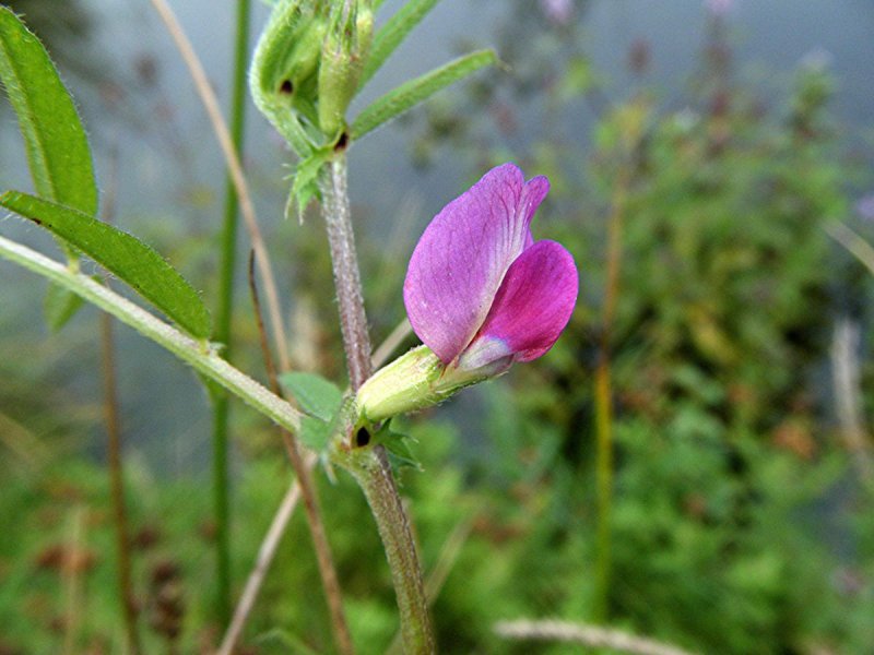 Плоскосемянная Вика (Vicia Sativa)