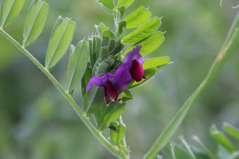 Вика Яровая — Vicia Sativa l