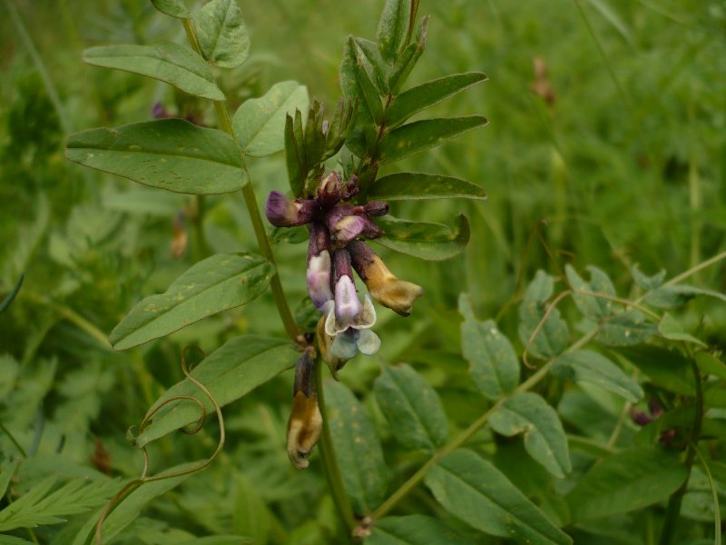 Вика заборная (Vicia sepium)