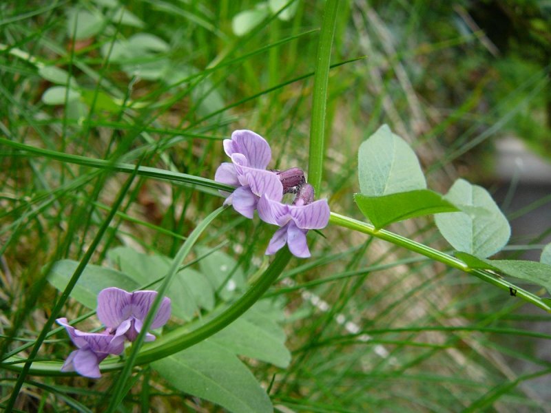 Lathyrus odoratus Dwarf семена