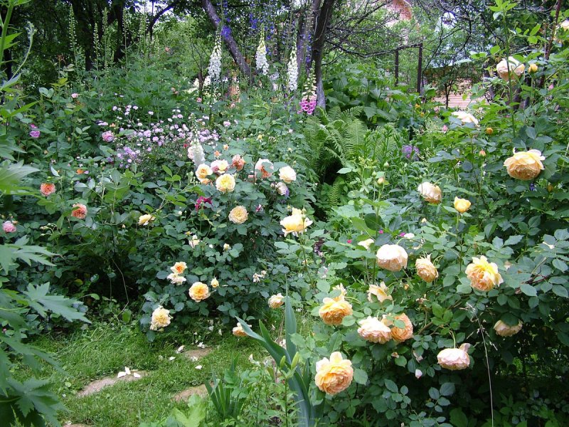 Розы огородные