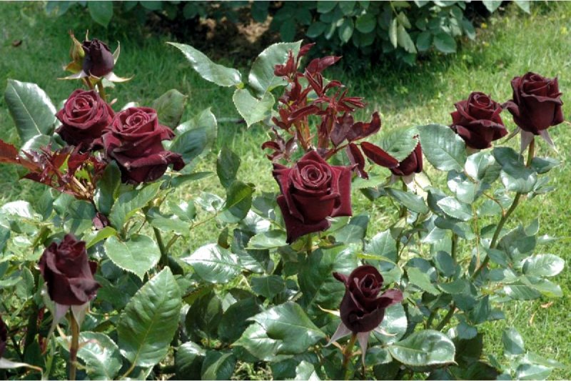 Чайно-гибридная роза Блэк баккара Black Baccara