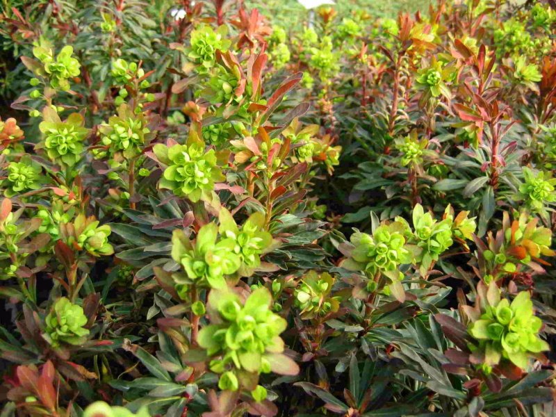 Молочай миндальный purpurea