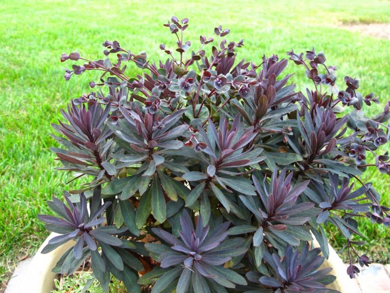 Euphorbia amygdaloides. Молочайные