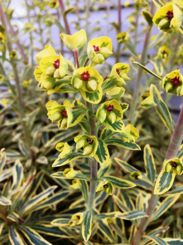 Euphorbia Atropurpurea