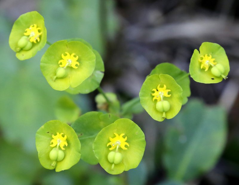 Молочай миндальный (Euphorbia amygdaloides `purpurea`)