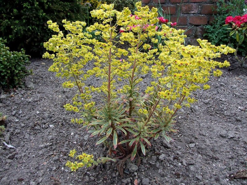 Молочай Мартина "Ascot Rainbow" (Euphorbia martinii)