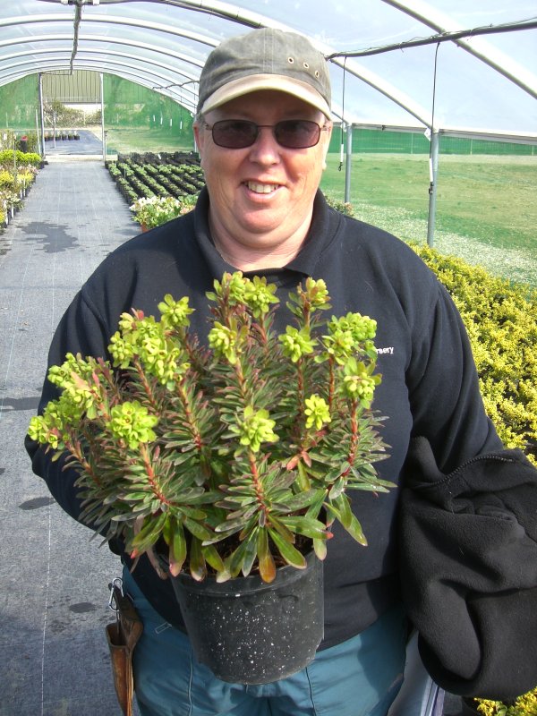 Euphorbia amygdaloides