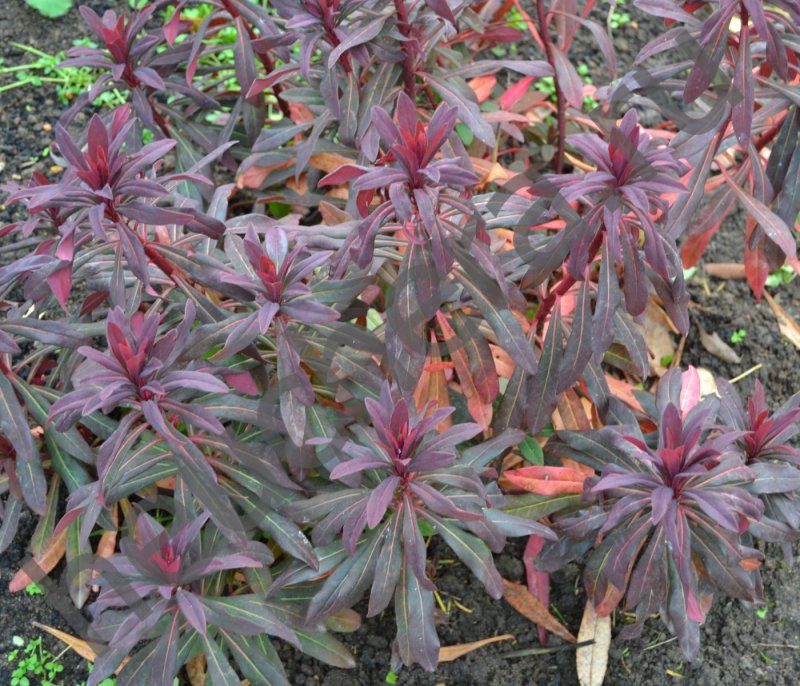 Молочай purpurea (Пурпуреа)