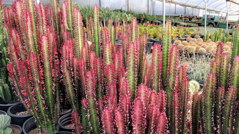 Молочай миндалевидный, Euphorbia amygdaloides, "Ascot Rainbow