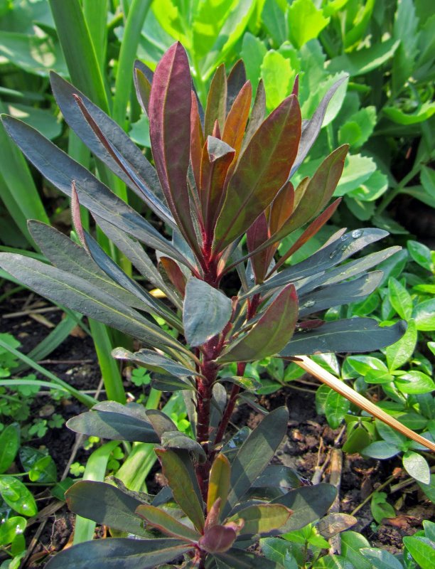 Молочай миндальный (Euphorbia amygdaloides `purpurea`)