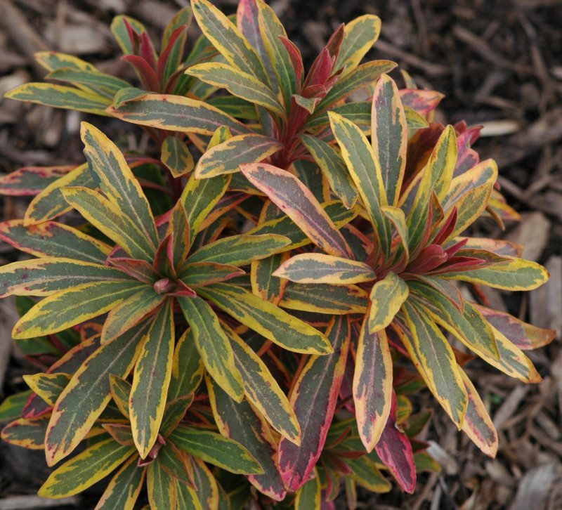 Молочай многоцветный 'purpurea'