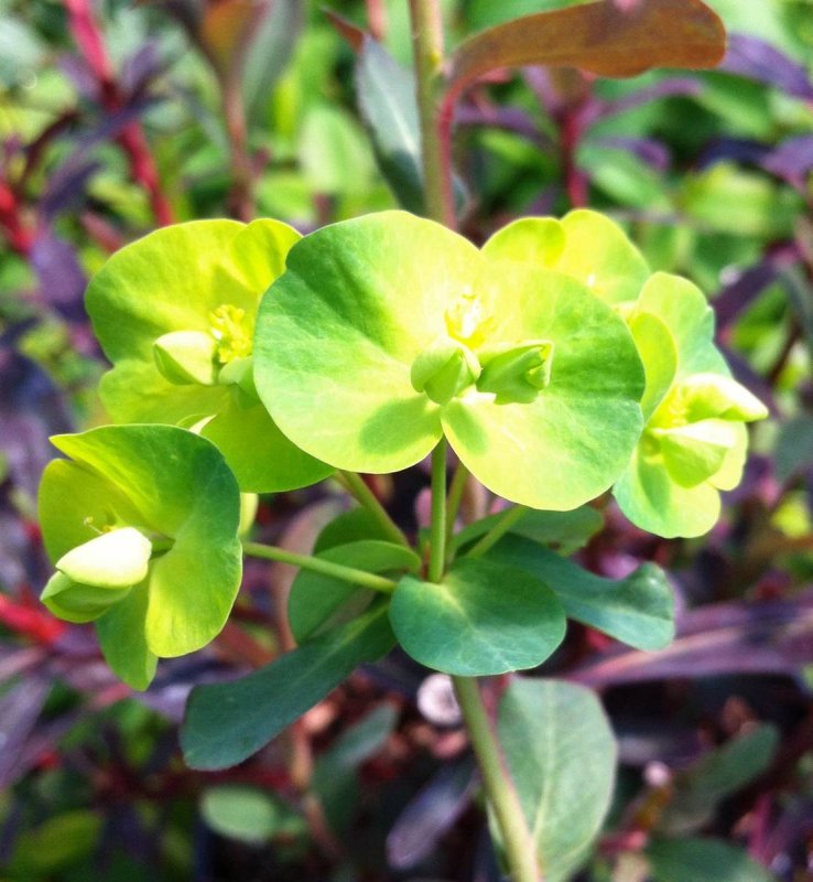 Молочай (Euphorbia) Ascot Rainbow