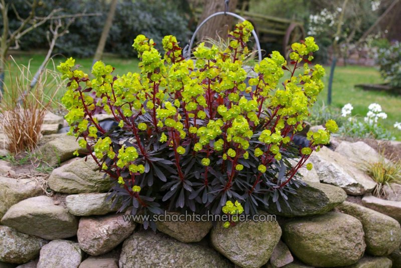 Молочай Мартина "Ascot Rainbow" (Euphorbia martinii)