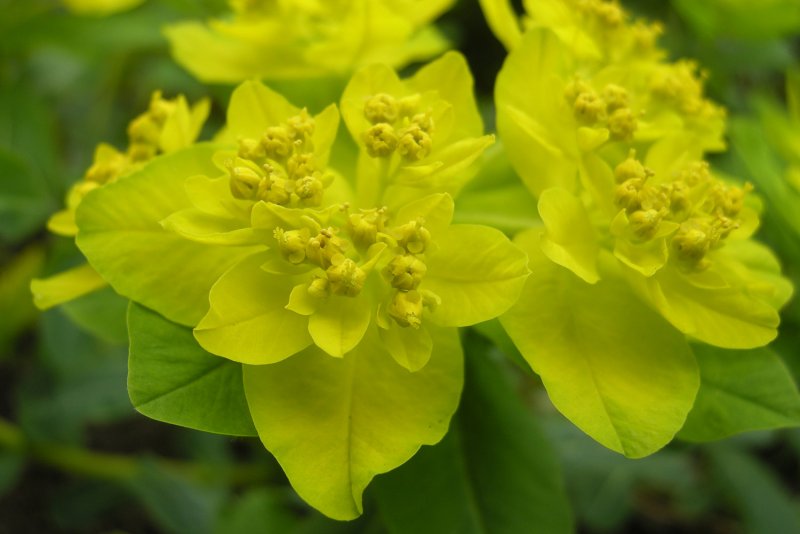 Молочай Жигулёвский (Euphorbia zhiguliensis)