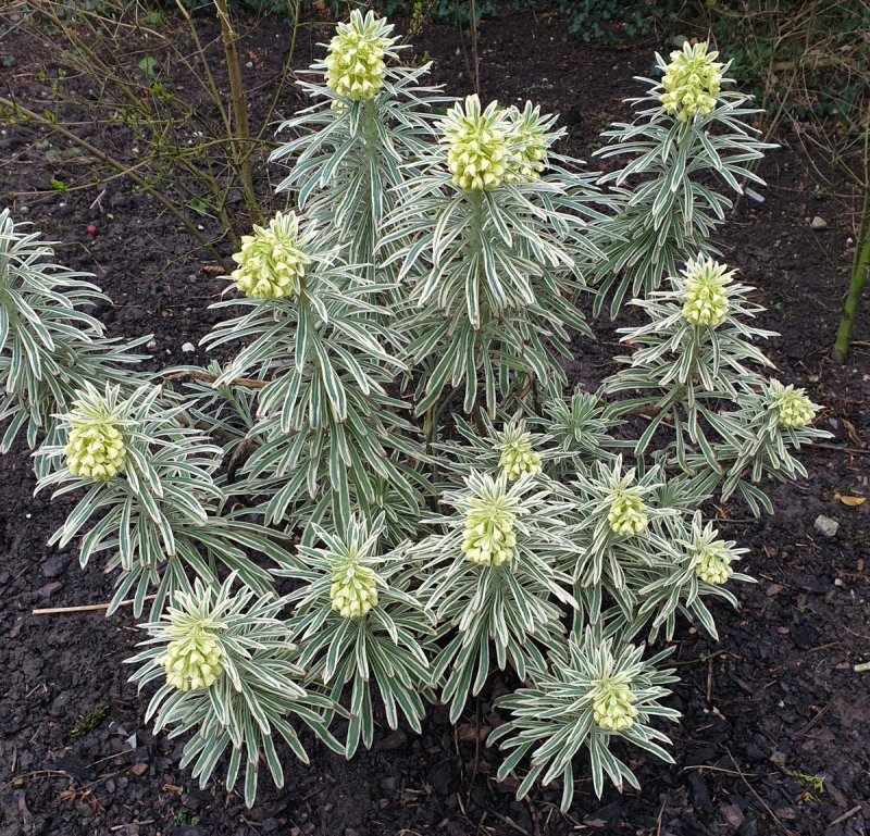 Молочаем многоцветным (Euphorbia polychroma)