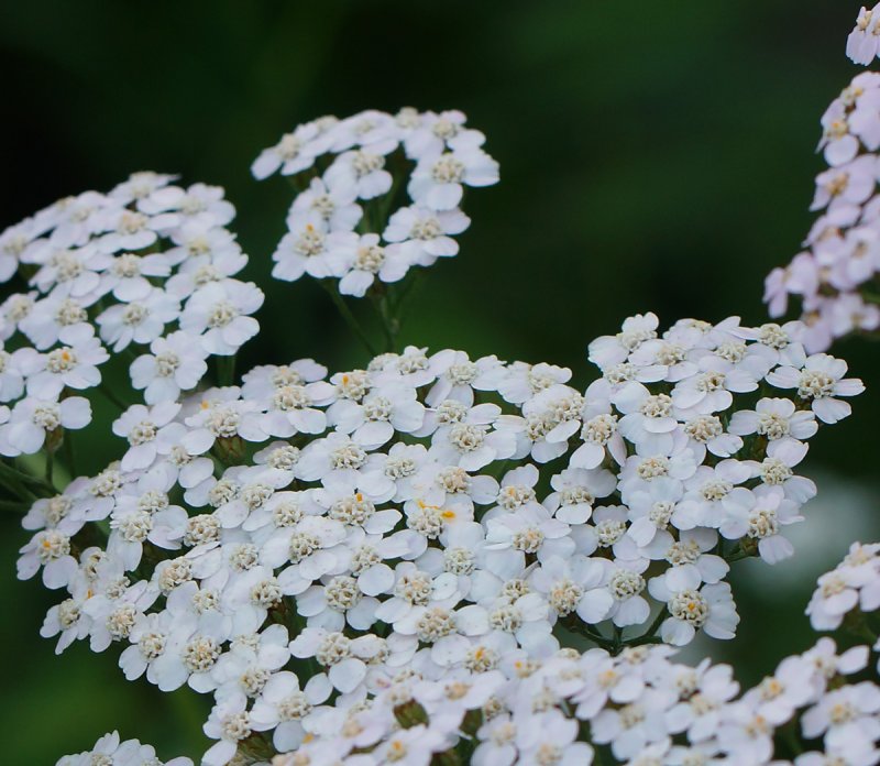 Тысячелистник серебристый (Achillea Argentia)