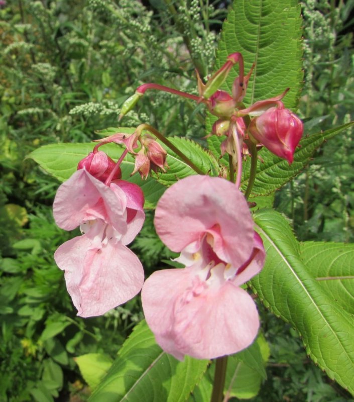 Impatiens glandulifera – бальзамин