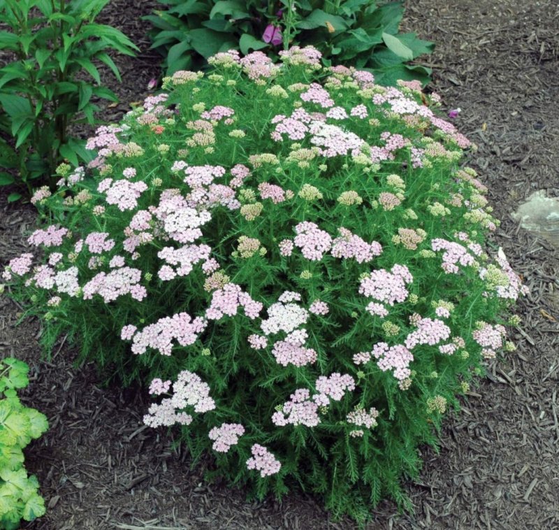Тысячелистник Achillea tutti Frutti wonderful Wampee