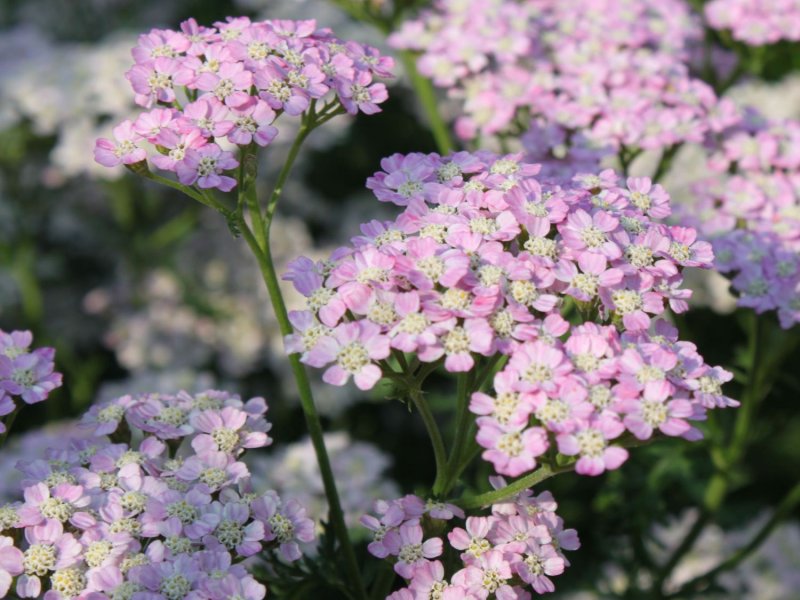 Тысячелистник Achillea tutti Frutti wonderful Wampee