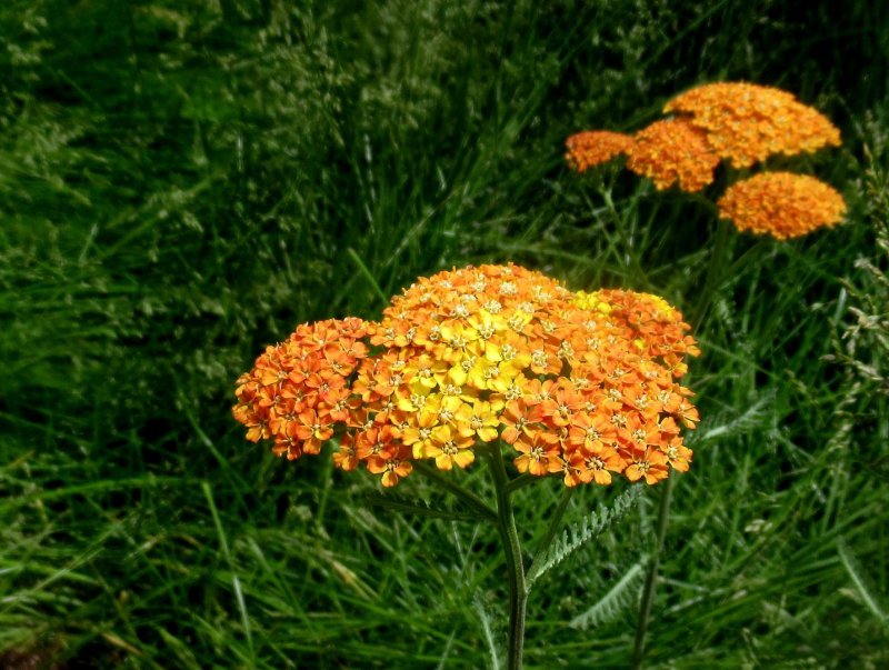 Белоголовник тысячелистник