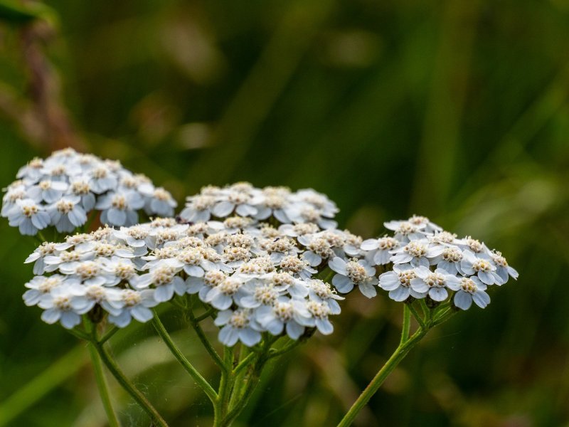 Тысячелистник Лаура