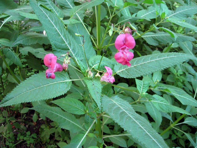 Impatiens glandulifera – бальзамин