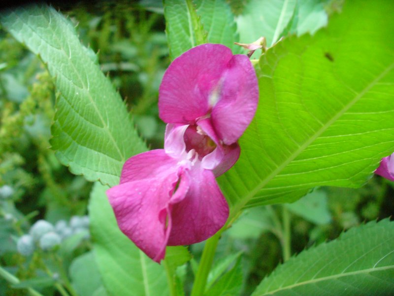 Недотрога железистая (Impatiens glandulifera)