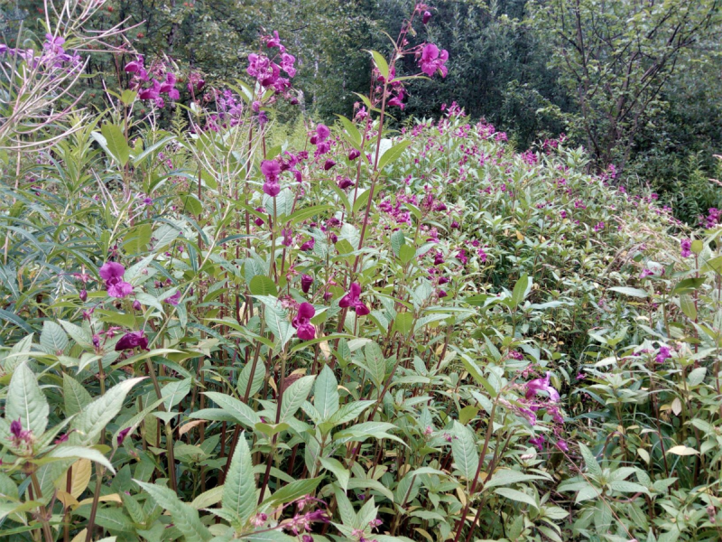 Impatiens glandulifera – бальзамин