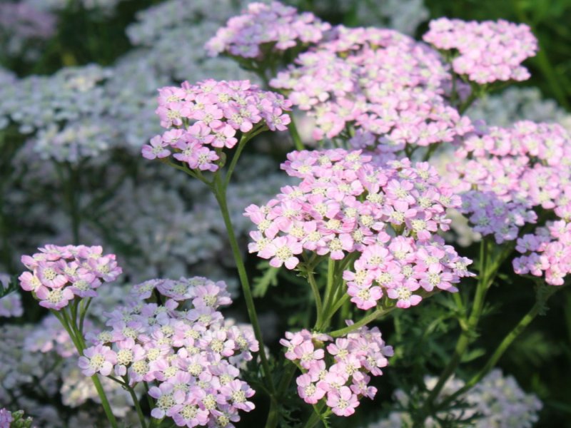 Тысячелистник Achillea tutti Frutti wonderful Wampee