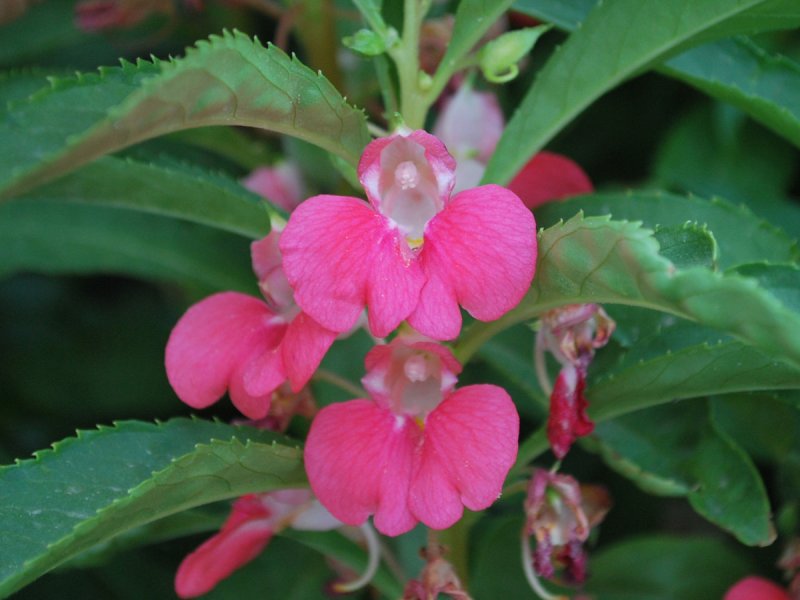 Недотрога железистая (Impatiens glandulifera)