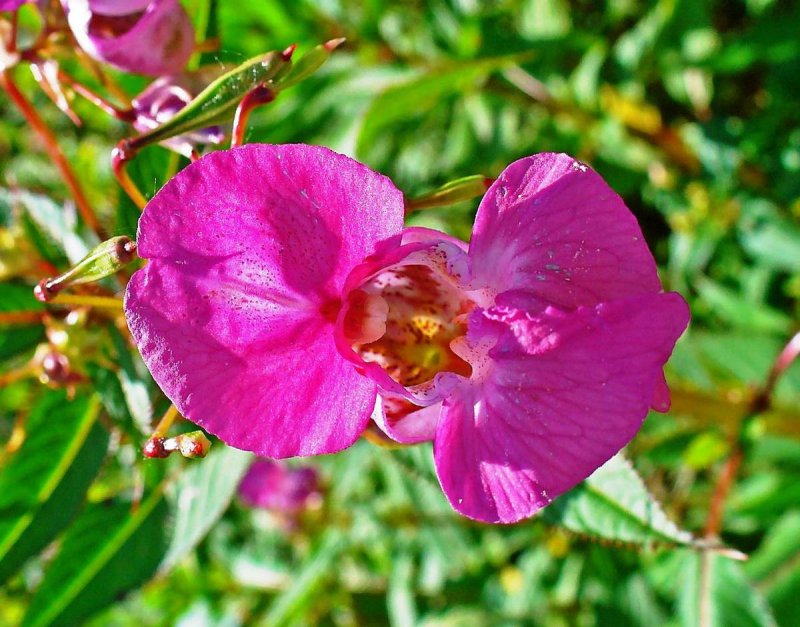 Impatiens glandulifera – бальзамин