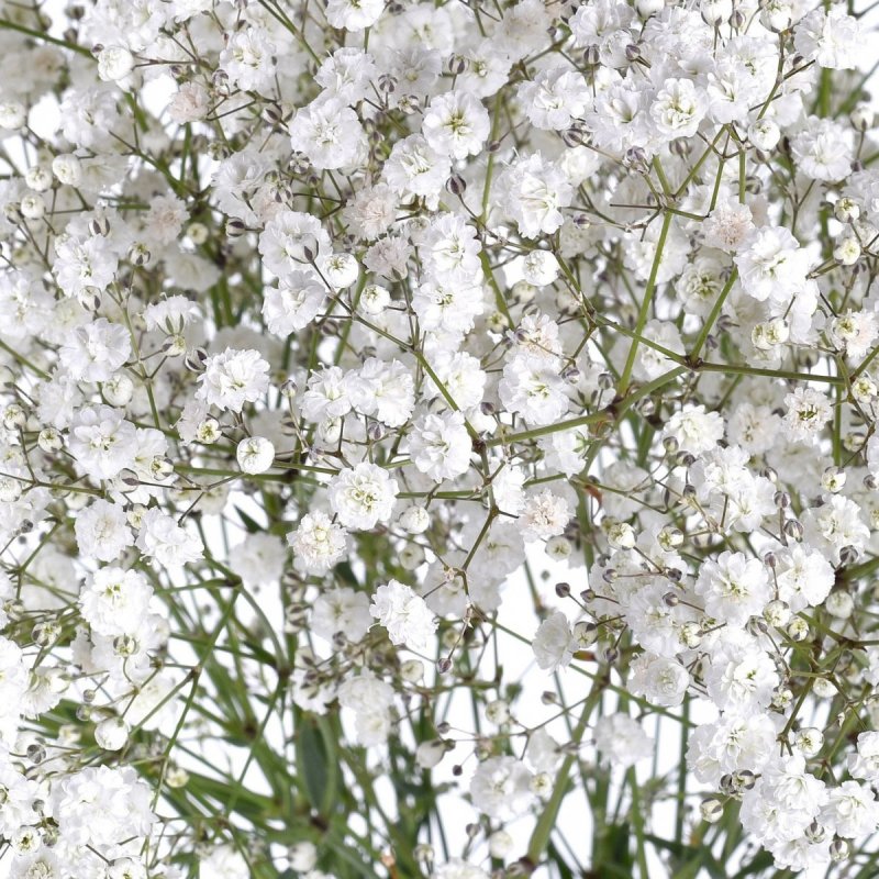 Перекати-поле; Качим метельчатый (Gypsophila paniculata)