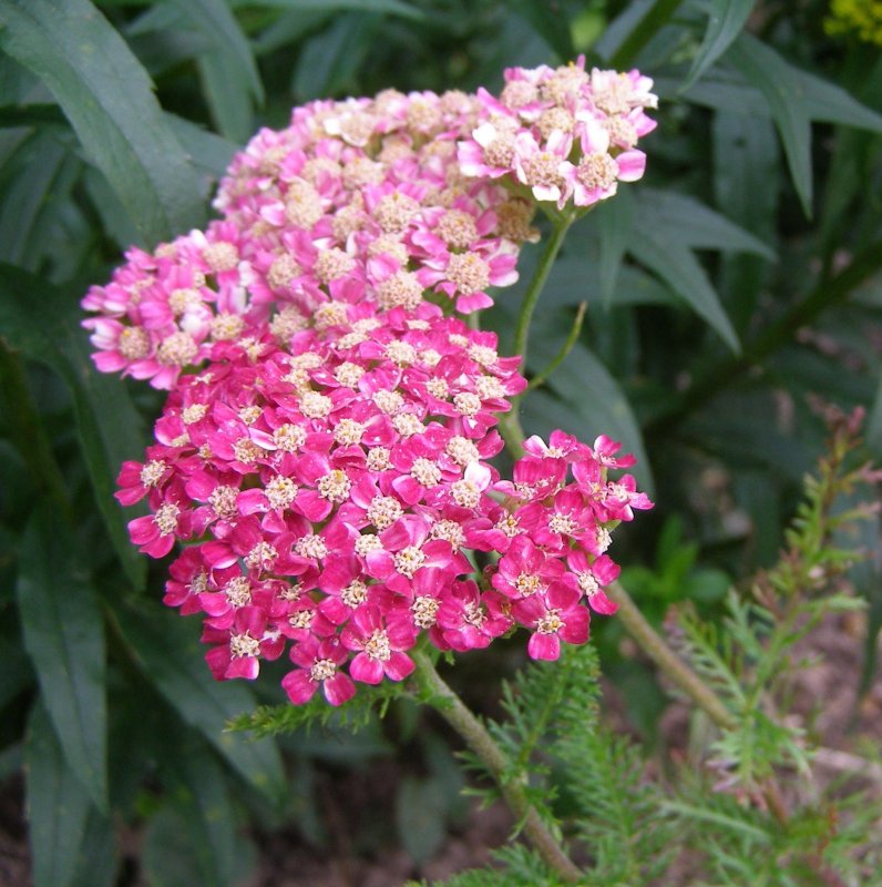 Тысячелистник millefolium ‘Desert Eve Rose’