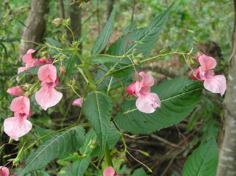 Недотрога (Impatiens glandulifera)