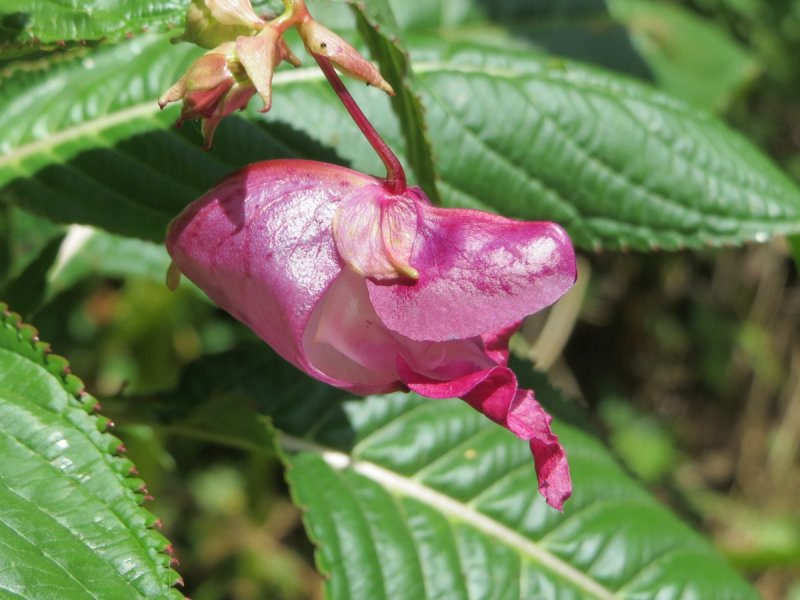 Недотрога обыкновенная (Impatiens Noli-Tangere)