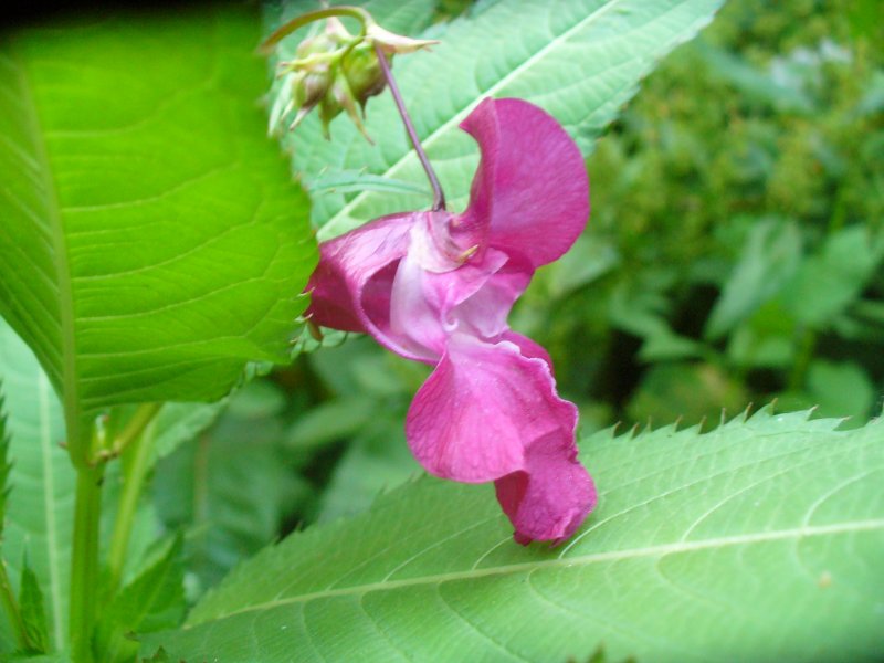 Impatiens glandulifera – бальзамин