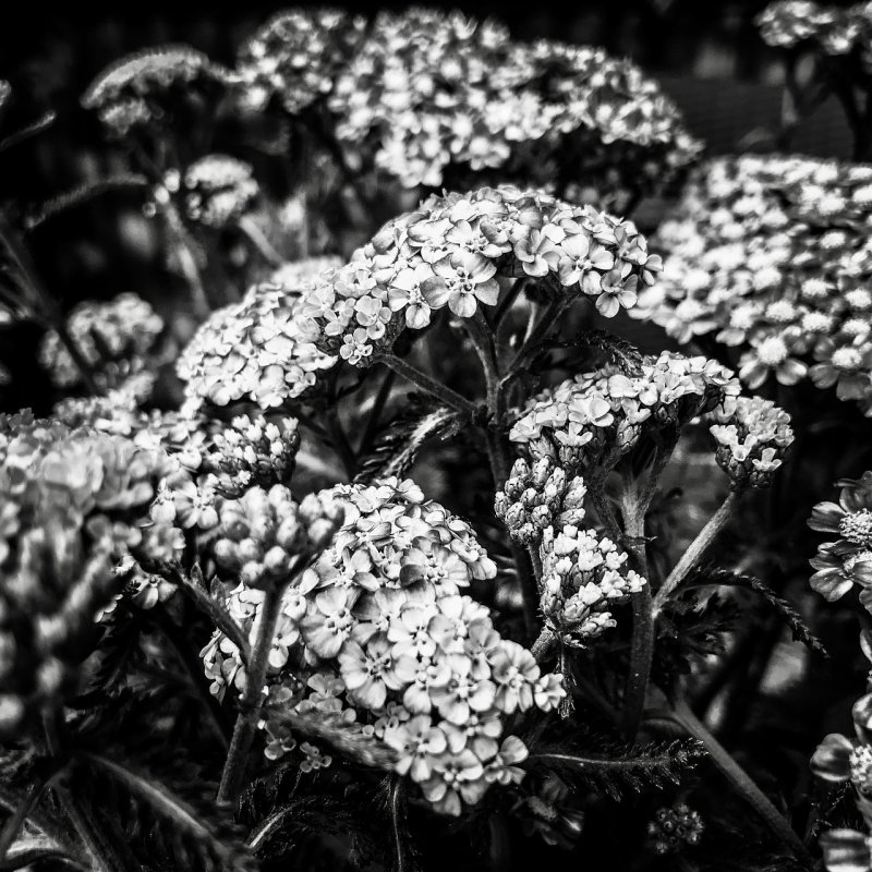 Тысячелистник обыкновенный (Achillea millefolium)