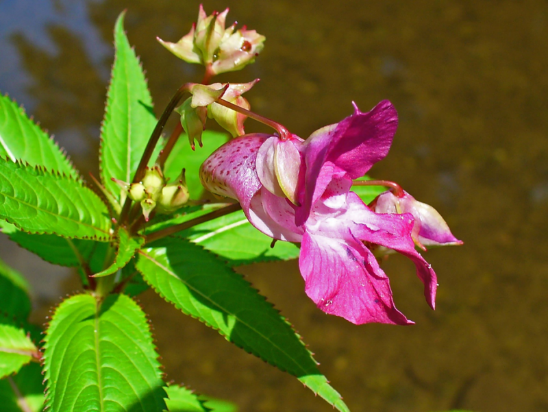 Недотрога железистая (Impatiens glandulifera)