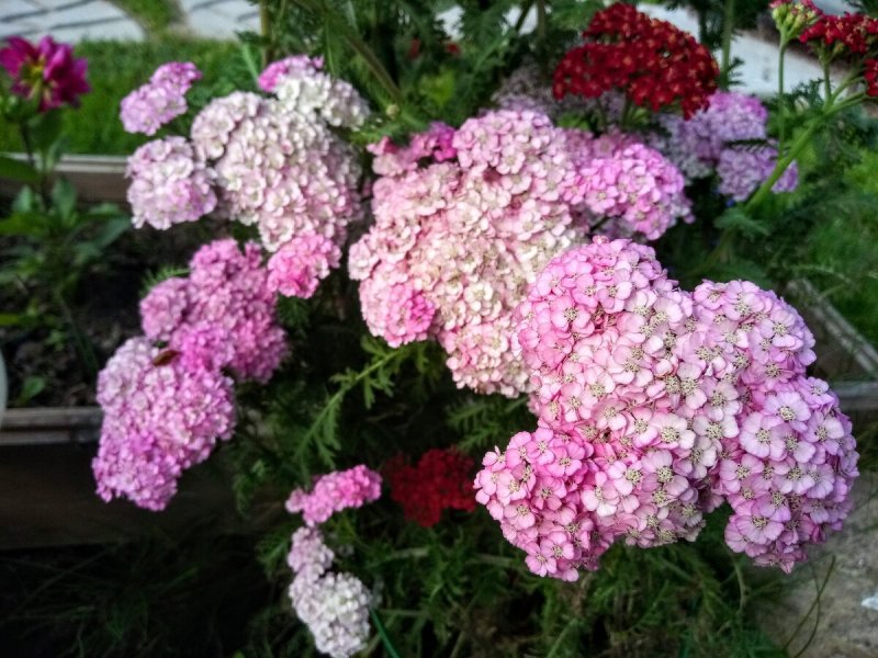 Тысячелистник Appleblossom