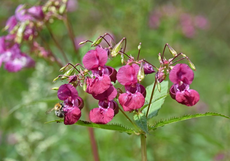Impatiens glandulifera – бальзамин