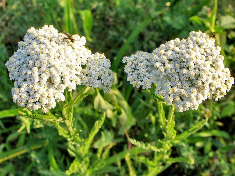Белоголовник тысячелистник