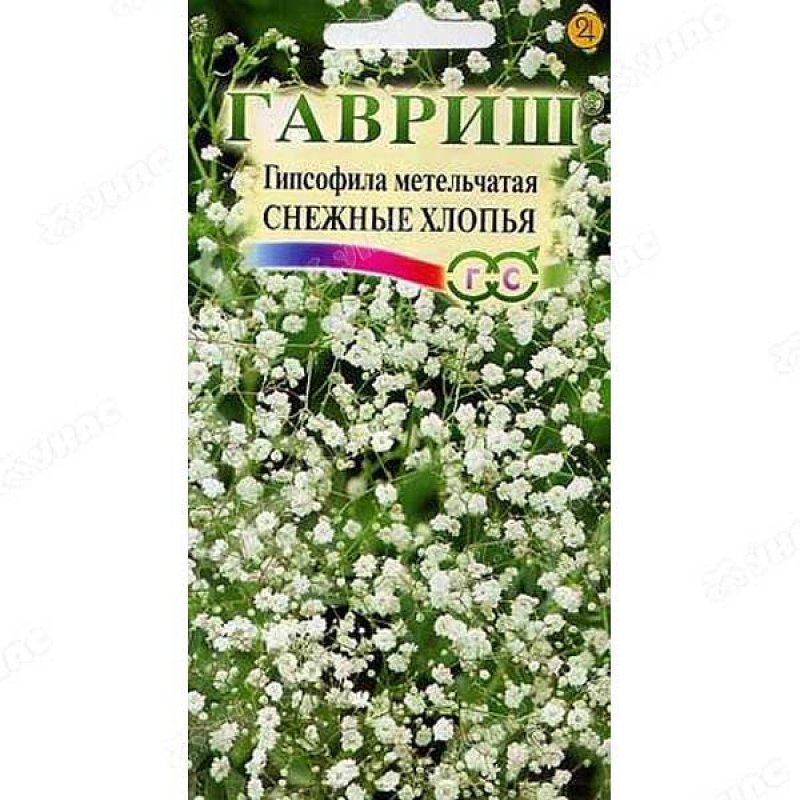 Гипсофила метельчатая снежные хлопья (60 фото)