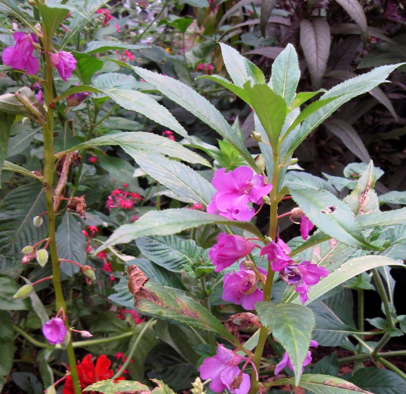 Impatiens glandulifera – бальзамин