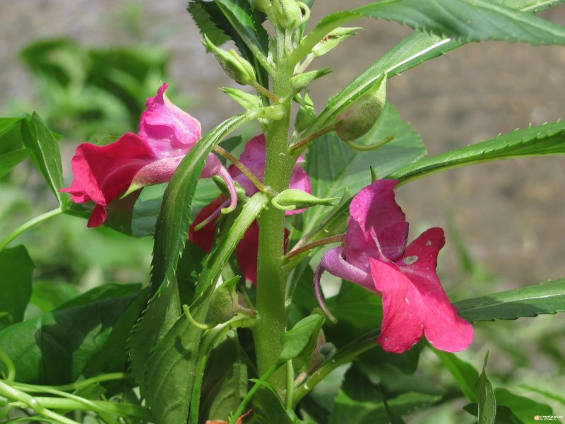 Бальзамин Impatiens