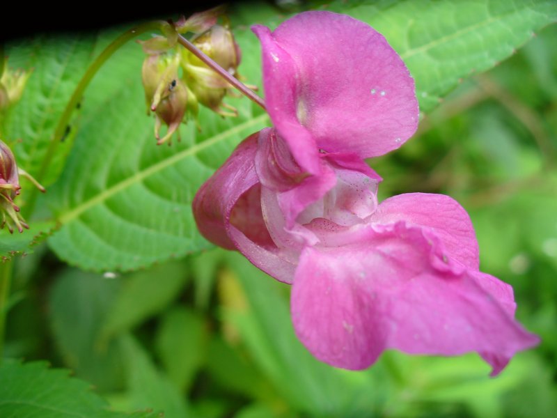 Impatiens glandulifera – бальзамин