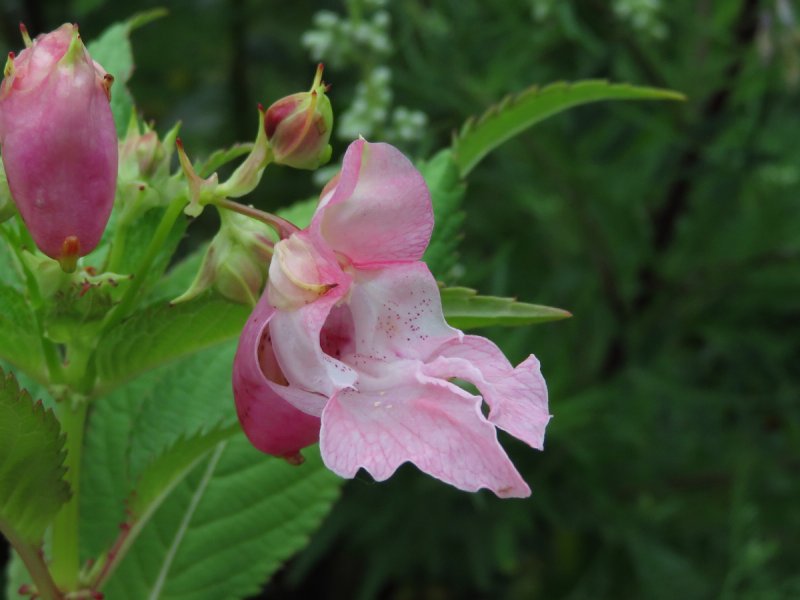 Недотрога железистая (Impatiens glandulifera)