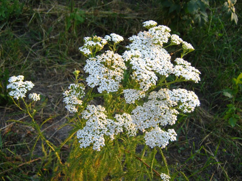 Тысячелистник Лаура