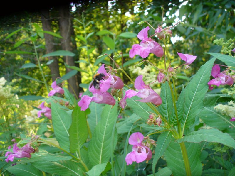 Цветок Impatiens glandulifera