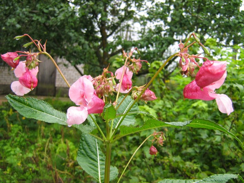 Impatiens glandulifera – бальзамин